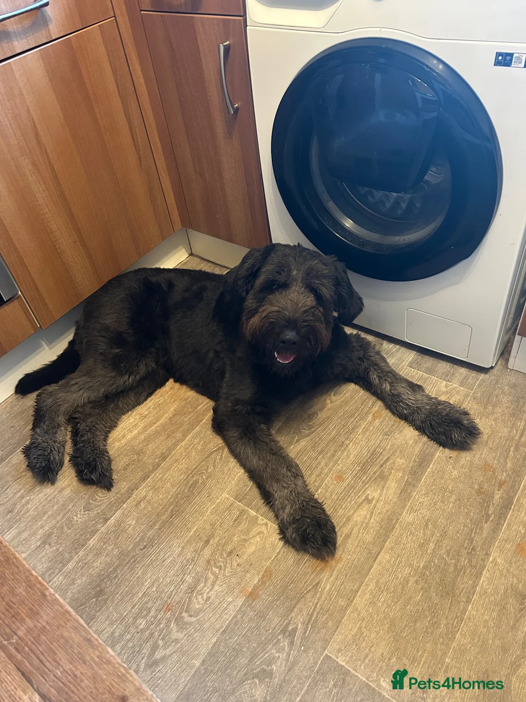 Mixed Breed dogs for sale: rehoming - Advert 2