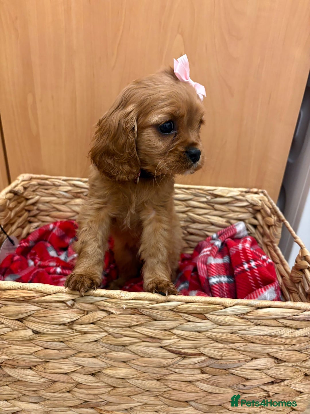 Cavalier King Charles Spaniel dogs for sale: Beautiful Cavalier King Charles babies ❤️ - Advert 38