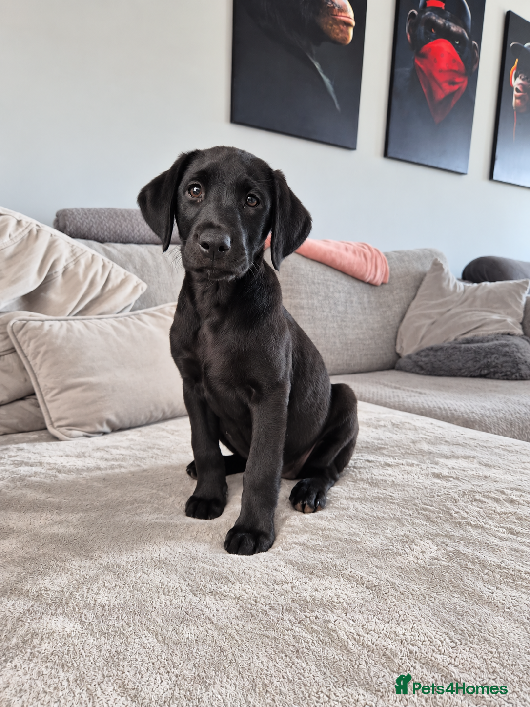 Labrador Retriever dogs Last 2 KC Registered Black Labradors – Ready Now - Advert 2