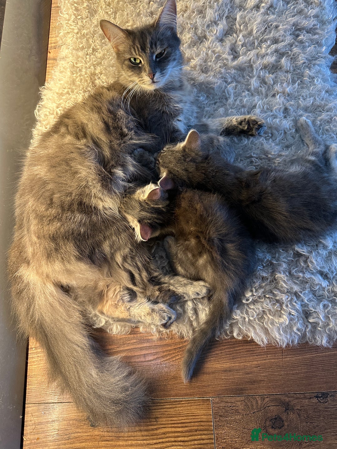 Mixed Breed cats for sale: Beautiful Half Maincoon/NorwegianFC X Russian Blue - Image 1