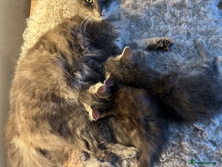 Mixed Breed cats - Advert 33