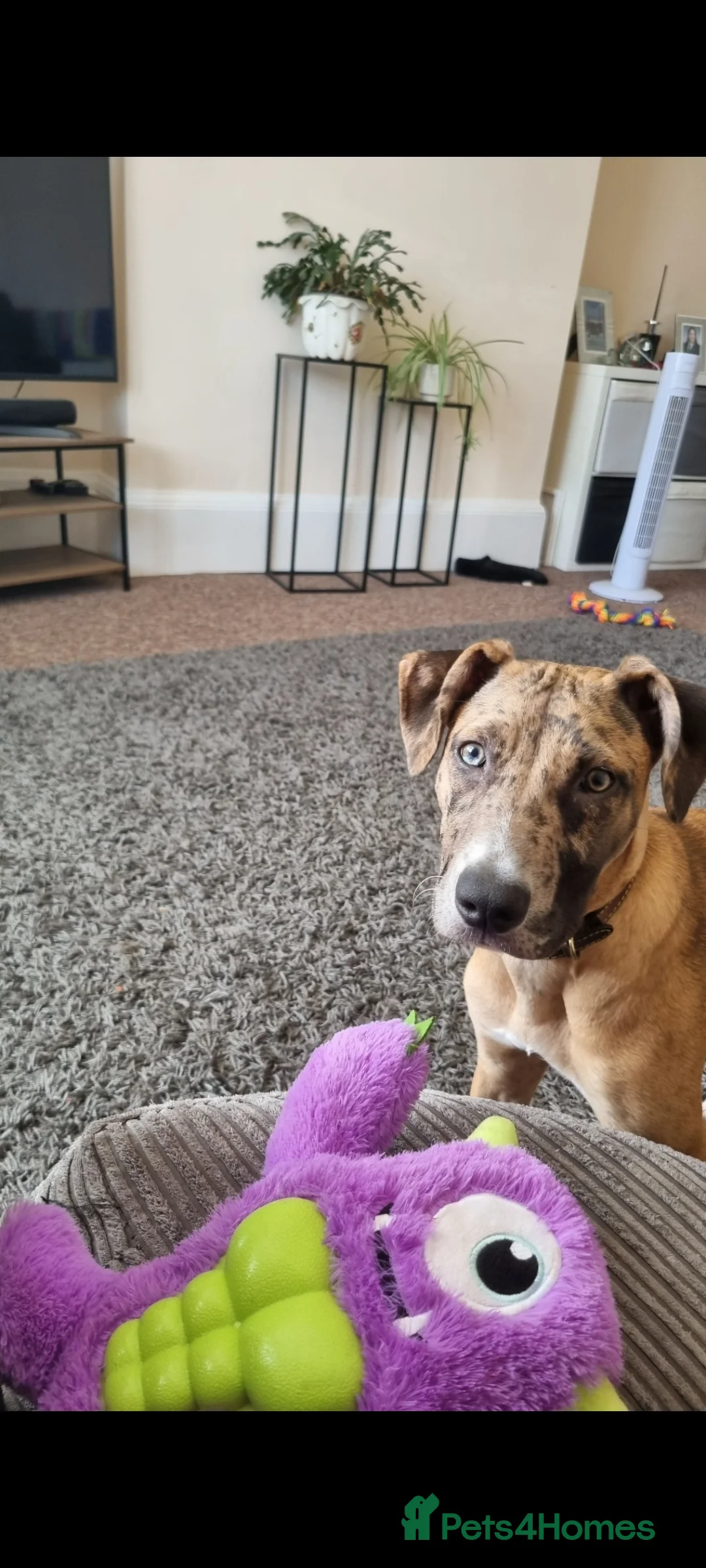 Mixed Breed dogs for sale: Catahoula leopard dog x Belgian malinois  - Advert 2