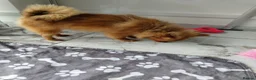 Pomeranian dogs for sale: Miss  - Advert 5