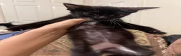 Mixed Breed cats for sale: Kittens ready  - Advert 19