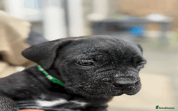 Cane Corso dogs for sale: 9 Beautiful Cane Corso Puppies for sale  - Image 11
