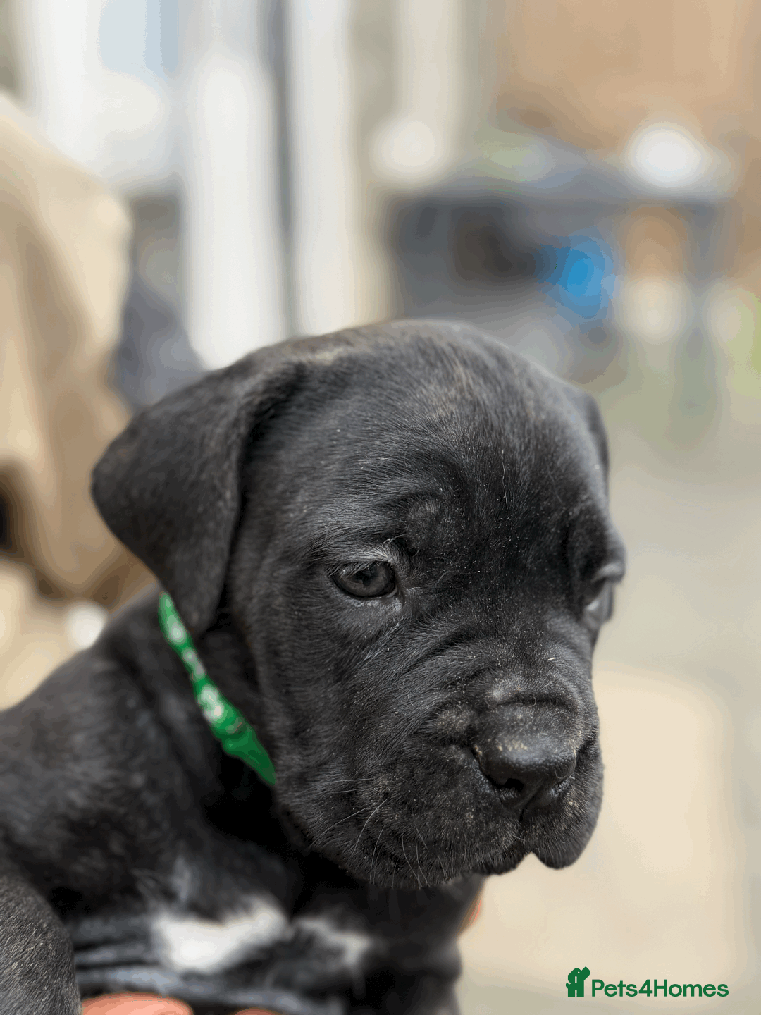 Cane Corso dogs for sale: 9 Beautiful Cane Corso Puppies for sale  - Image 11
