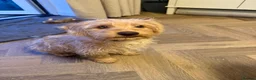 Mixed Breed dogs for sale: Poochon (X) - Advert 4