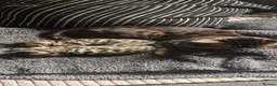 Bengal cats for sale: Bengal boys  - Advert 4