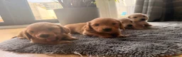 Miniature Dachshund dogs for sale: Miniature Long Haired Dachshund  - Advert 17