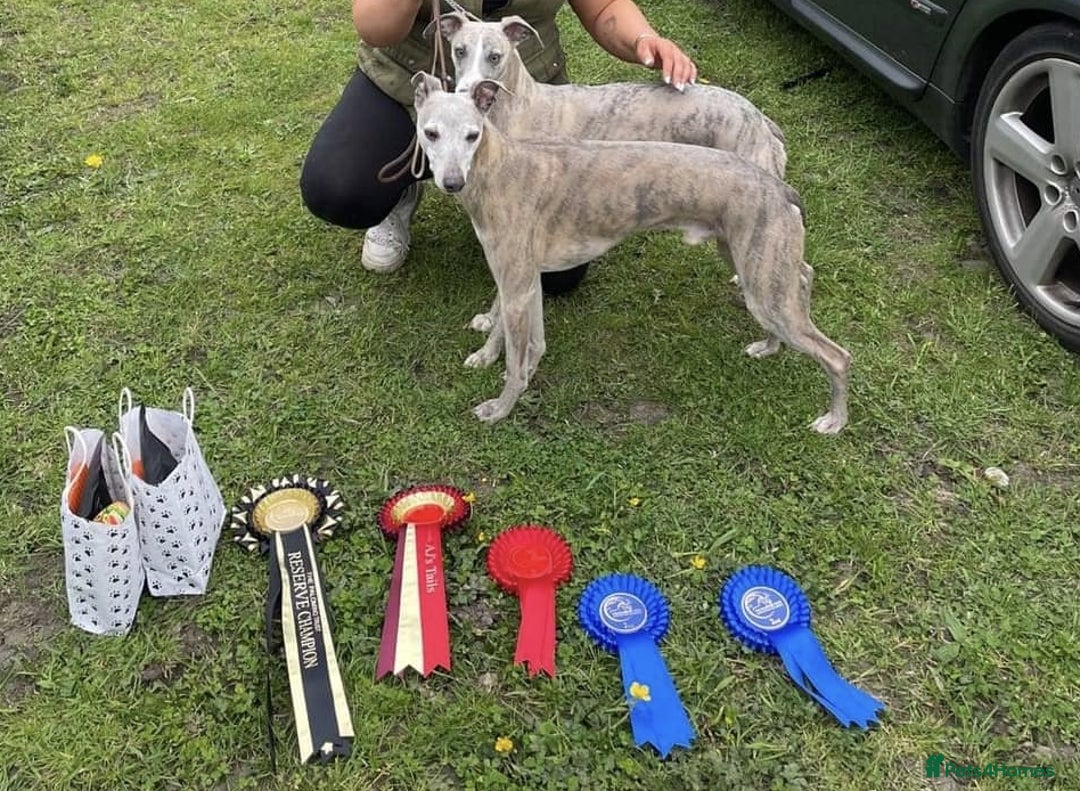 Whippet dogs for sale: Stunning whippet puppies  - Advert 17