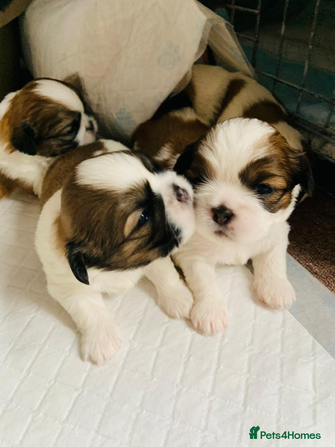 Shih Tzu dogs for stud: Handsome experienced KC registered stud dog in Cullompton - Image 12