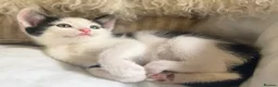 Mixed Breed cats for sale: 3 x Black & white kittens, 1 x boy, 2 x girl in Port Talbot - Advert 38