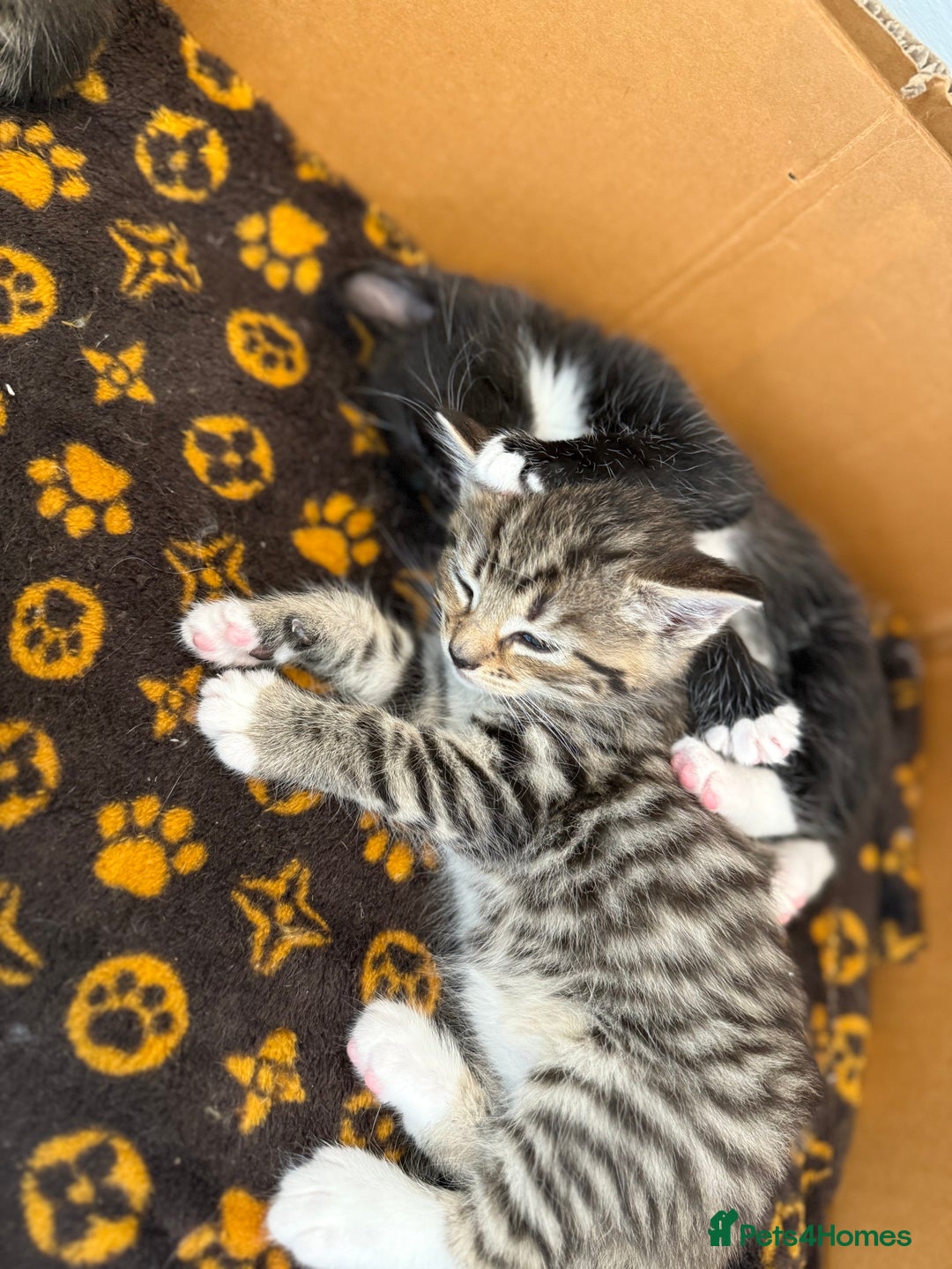 Mixed Breed cats for sale: Mixed Breed Grey and Tabby Kittens - Image 4