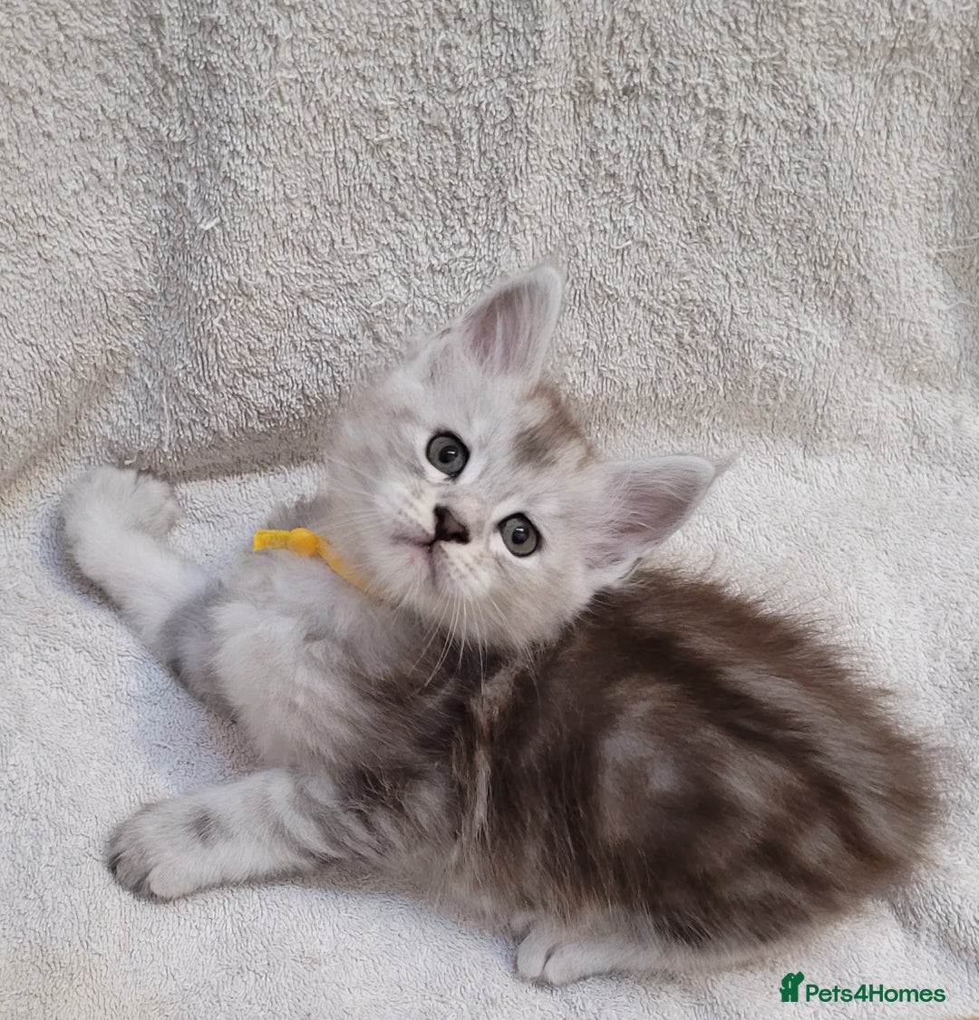 Maine Coon cats for sale: Tica registered Maine coon kittens  - Advert 18