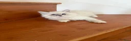 Ragdoll cats for sale: Ragdoll kittens for sale - Advert 19