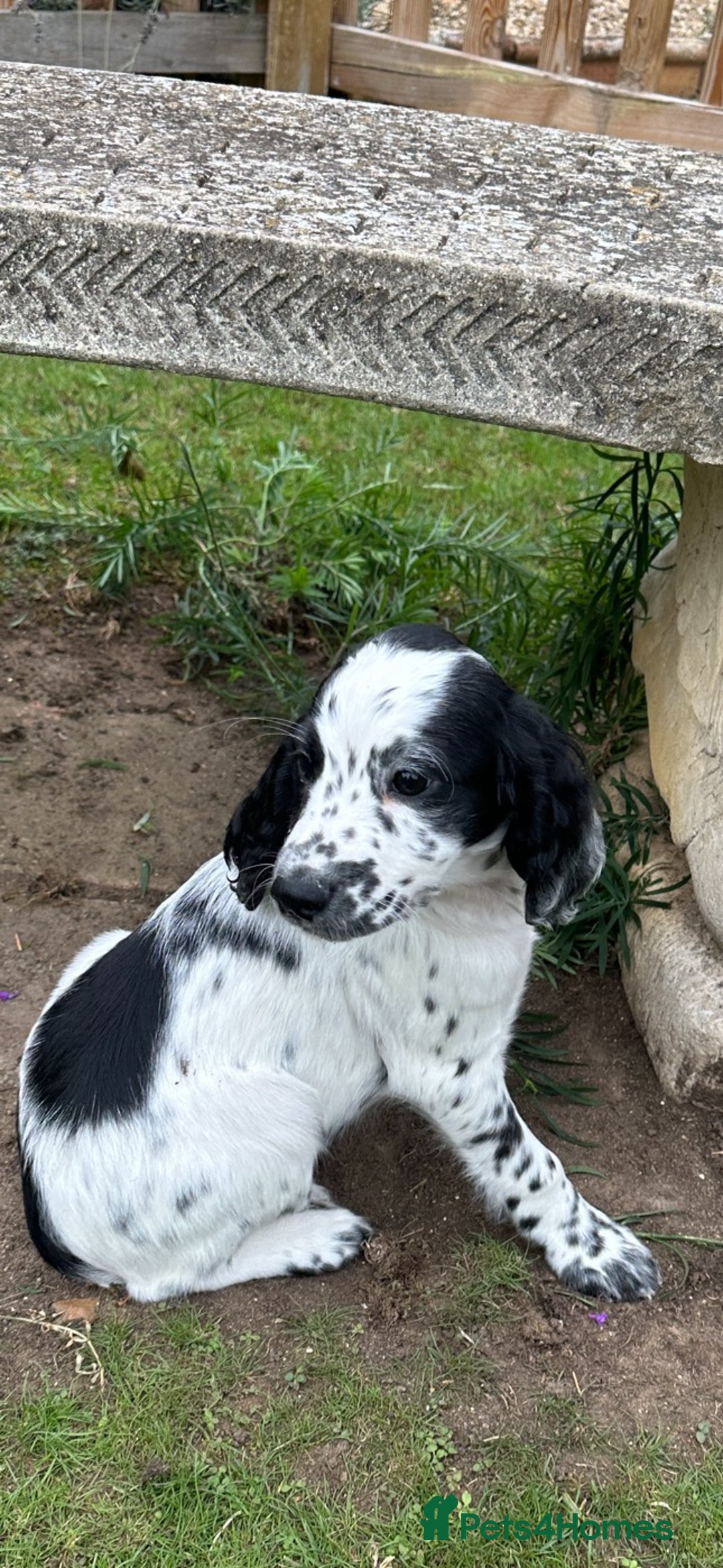 Cocker Spaniel dogs for sale: Cocker Spaniel puppies for sale - Image 19