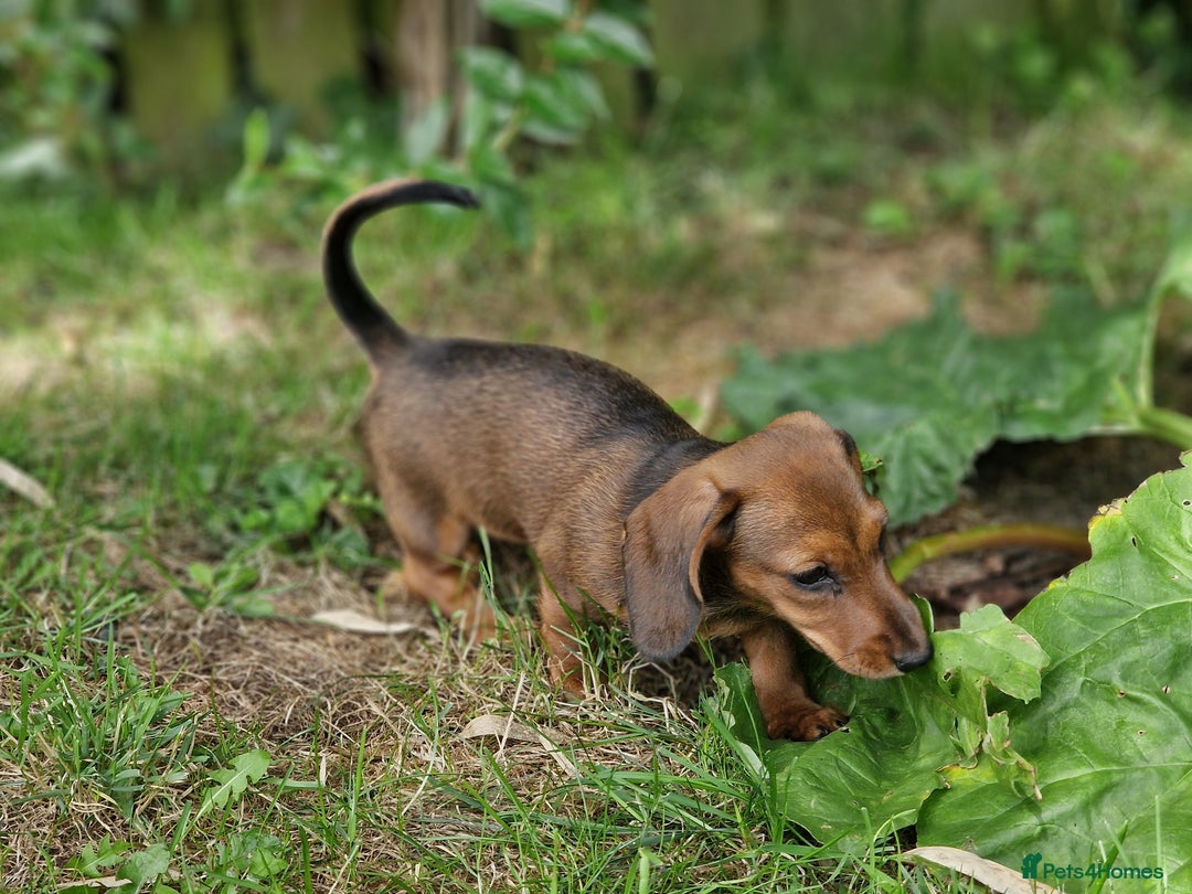 Dachshund dogs for sale: Champion sired, show quality miniature, ready now. - Image 14