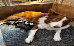 Border Collie dogs for sale: Border Collie pups  - Image 8