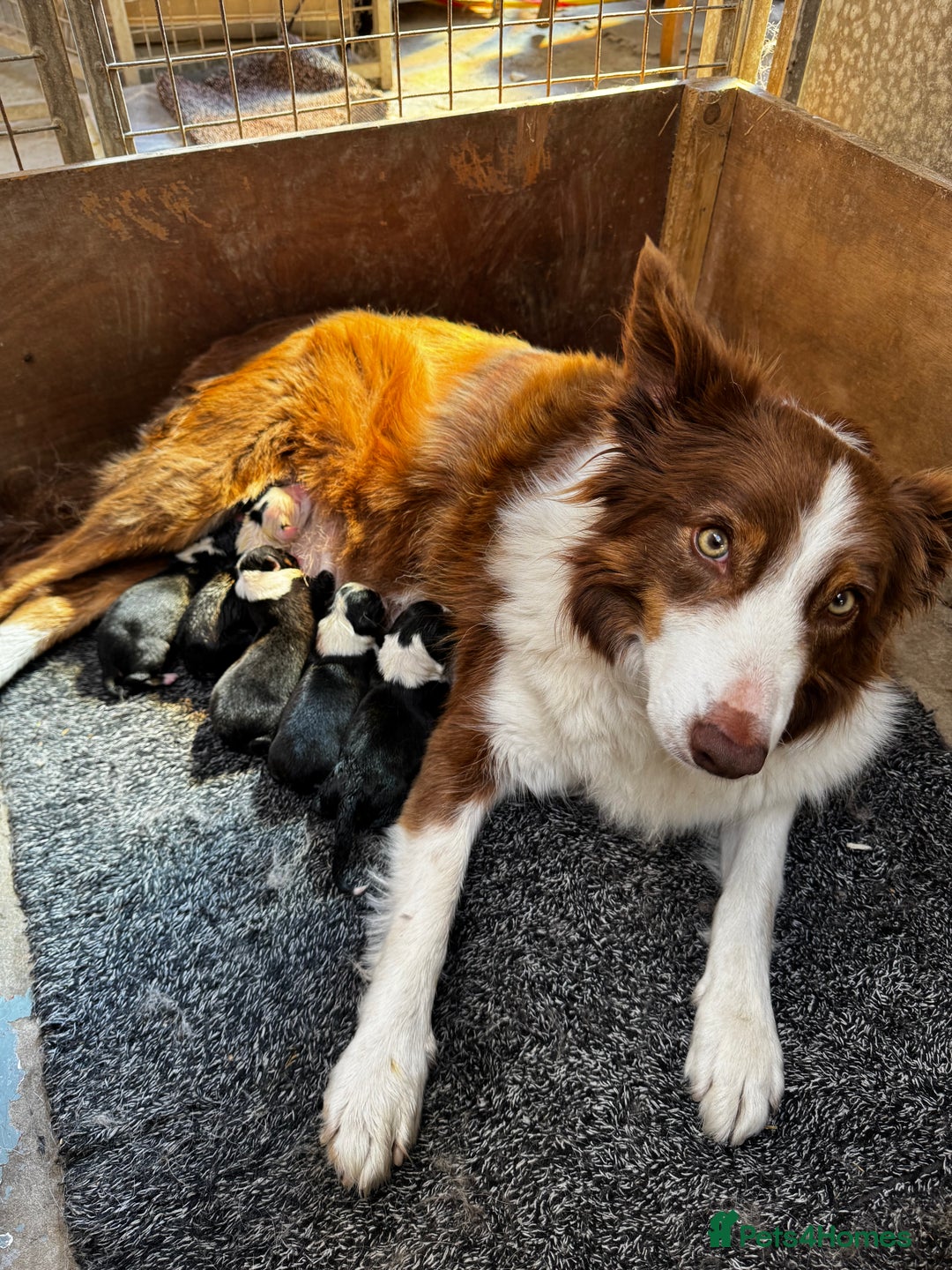 Border Collie dogs for sale: Border Collie pups  - Image 8