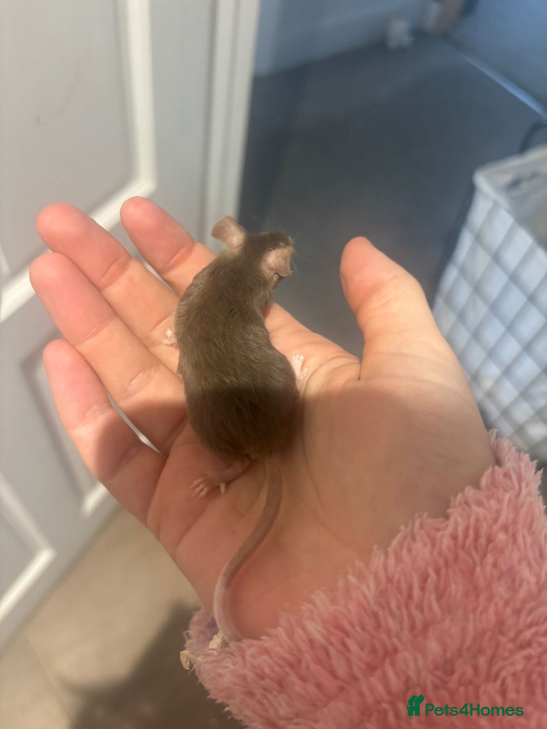 Mouse rodents for sale: MALE Mice - Advert 6