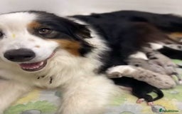 Australian Shepherd dogs for sale: Australian shepherd  - Image 3