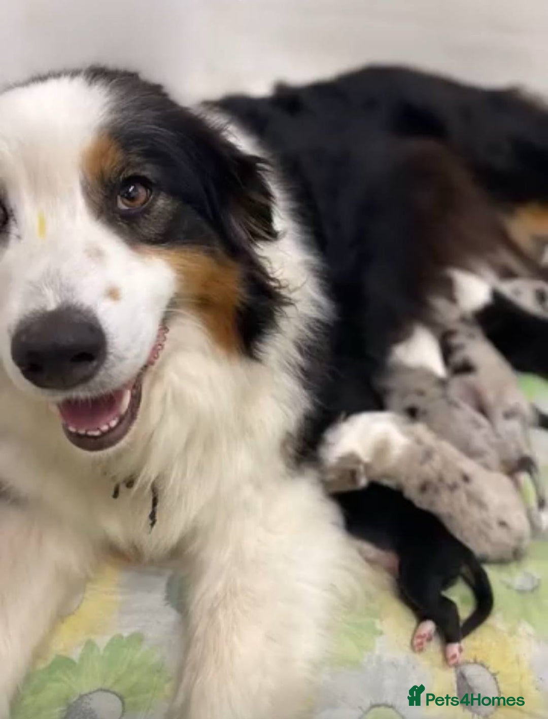 Australian Shepherd dogs for sale: Australian shepherd  - Image 3