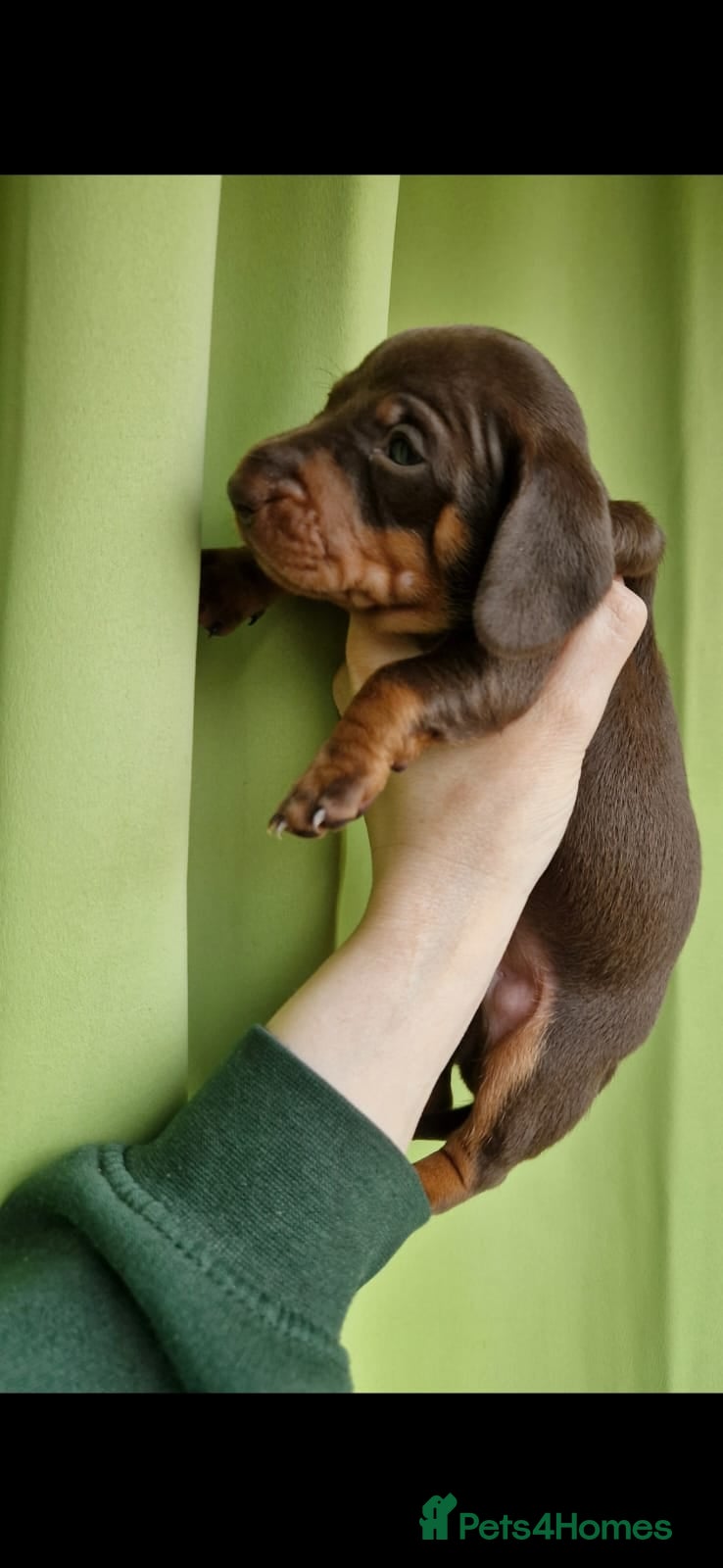 Dachshund dogs Beautiful Chocolate & Tan Dachshund Puppies  - Advert 10