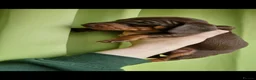 Dachshund dogs for sale: Beautiful Chocolate & Tan Dachshund Puppies  in Rotherham - Advert 1