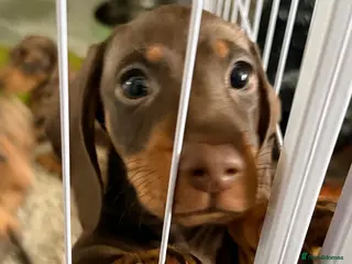 Dachshund dogs Last 2 puppies - Advert 5