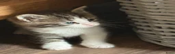 Maine Coon cats for sale: Maine coon cross kittens - Advert 5