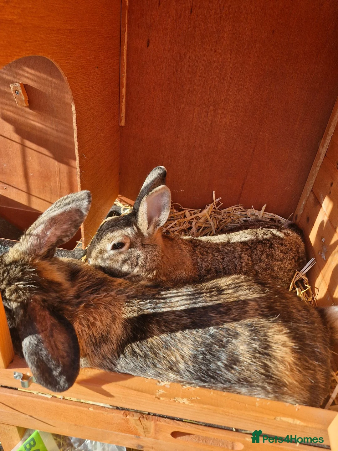 Netherland Dwarf rabbits for sale: Bonded pair  - Advert 6