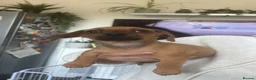 Chiweenie dogs for sale: Last boy ready to leave today  - Advert 6