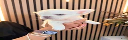 French Bulldog dogs for sale:  ** , EA husky, Full Fluffy, Pink, Isabella,  - Advert 11