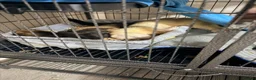 Ferret rodents for sale: 2 male ferrets looking for forever home  - Advert 3