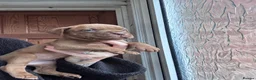 Mixed Breed dogs for sale: Dogue de Bordeaux x cane corso  - Advert 4