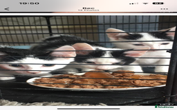 Mixed Breed cats for sale: 3 female kittens 11 weeks old - Image 1