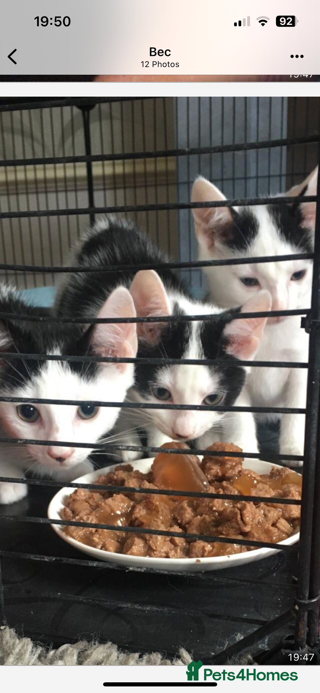 Mixed Breed cats for sale: 3 female kittens 11 weeks old - Image 1