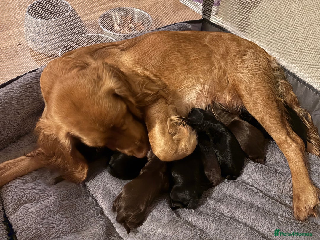 Cocker Spaniel dogs for sale: Gorgeous Working Cocker spaniels for sale - Image 13