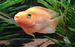Other/Mixed Breed fish for sale: Orange Parrot Cichlid (Parrot Fish) - Image 5
