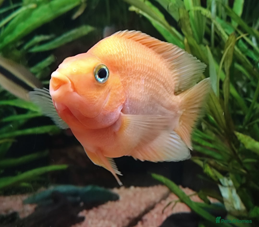 Other/Mixed Breed fish for sale: Orange Parrot Cichlid (Parrot Fish) - Image 5