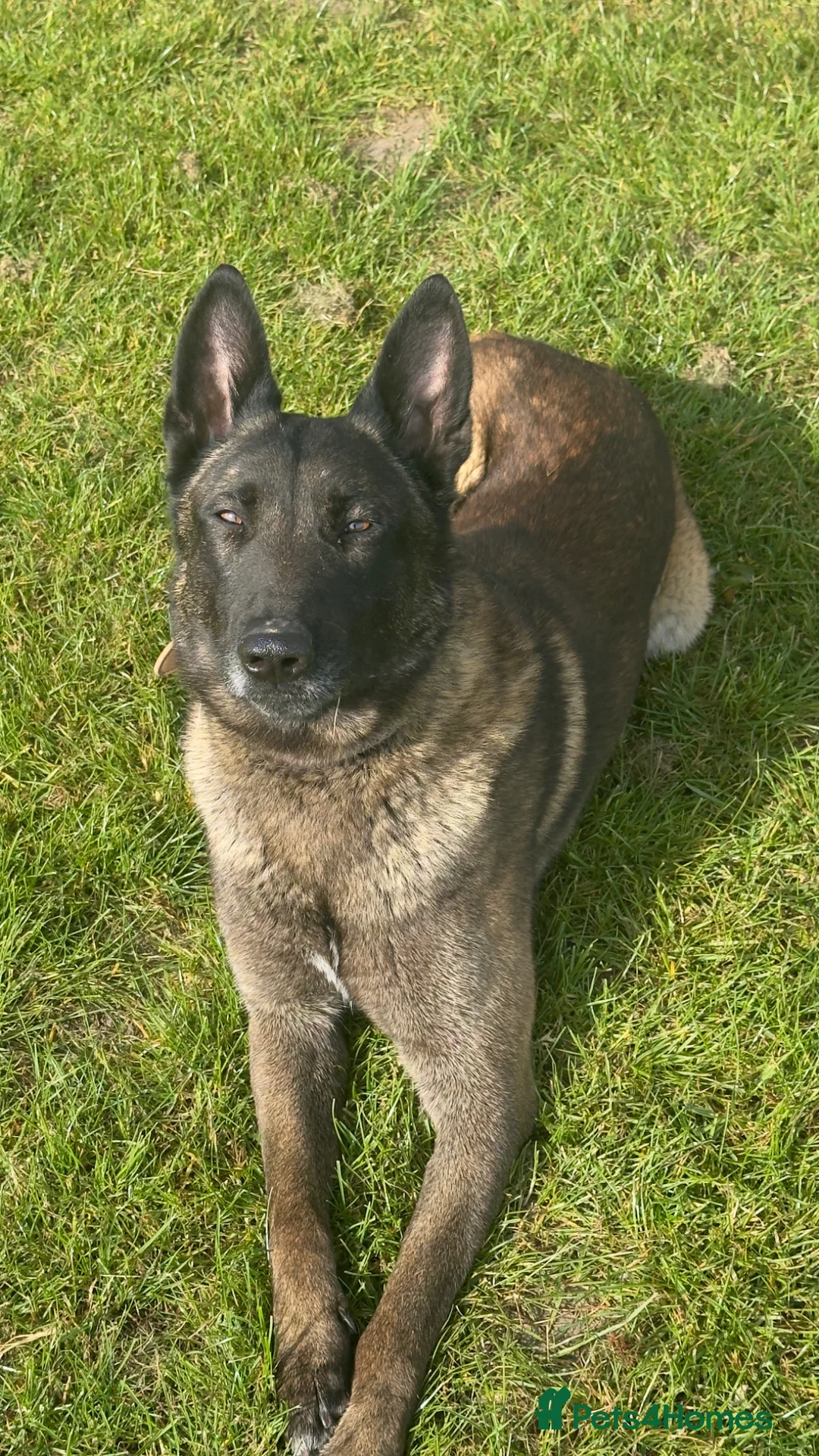 Belgian Shepherd Dog dogs for sale: SIMBA  in Romford - Advert 2