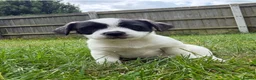 Mixed Breed dogs for sale: Male Pugland Puppy looking for 5* Hone - Advert 1