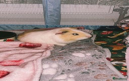 Guinea Pig rodents for sale: Guinea pigs for sale  - Advert 4