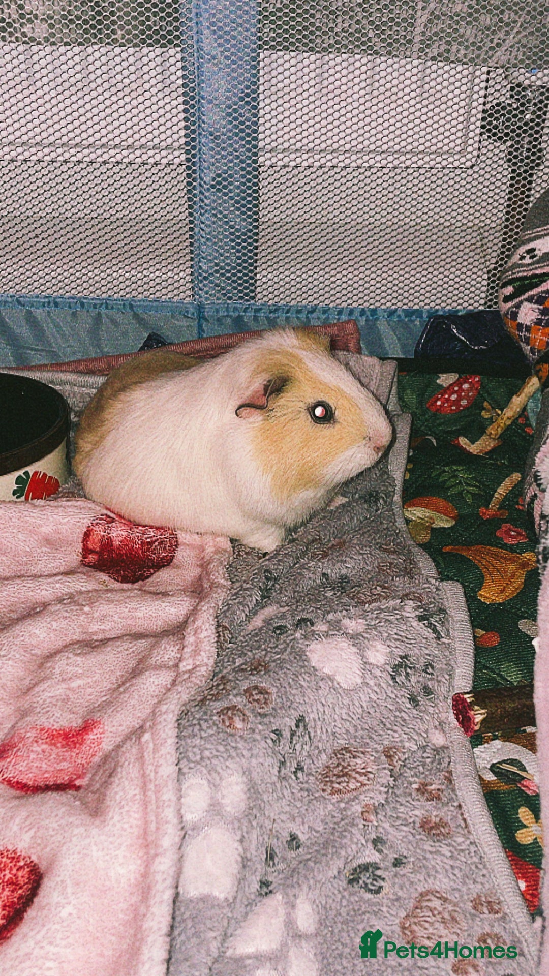 Guinea Pig rodents for sale: Guinea pigs for sale  - Advert 4