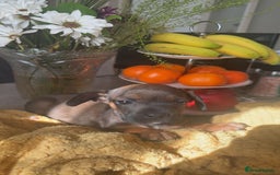 Mixed Breed dogs for sale: Dachshund and French bulldog mix - Image 7
