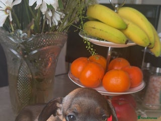 Mixed Breed dogs - Advert 36