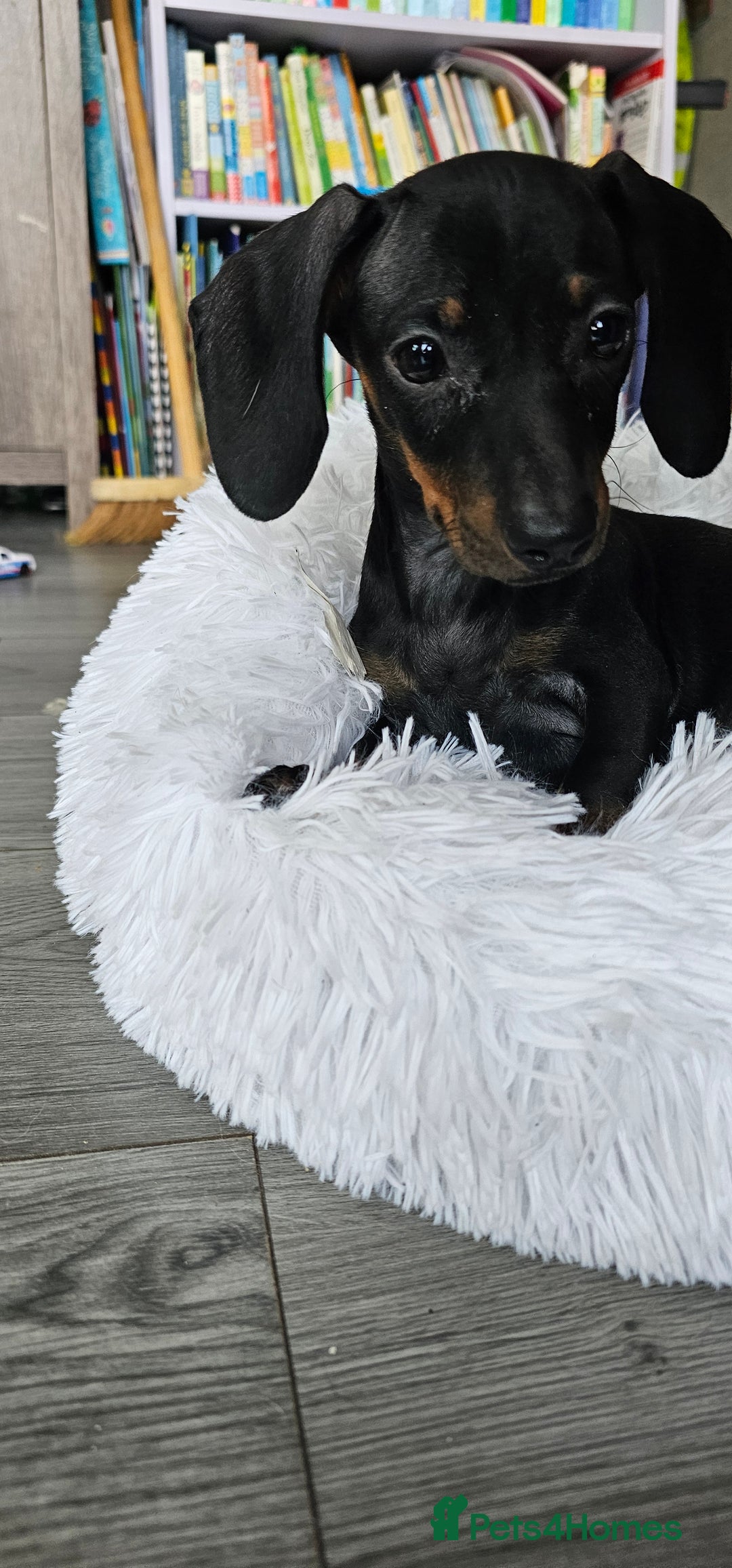 Miniature Dachshund dogs for sale: Miniature dachshund  - Advert 4