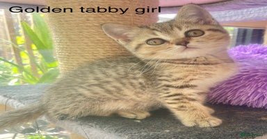 British Shorthair cats - Advert 4