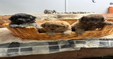 Pomapoo dogs - Advert 4