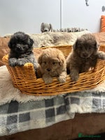 Pomapoo dogs - Advert 9